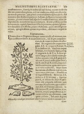 De Magnetica [...] Plantarum  p. 617